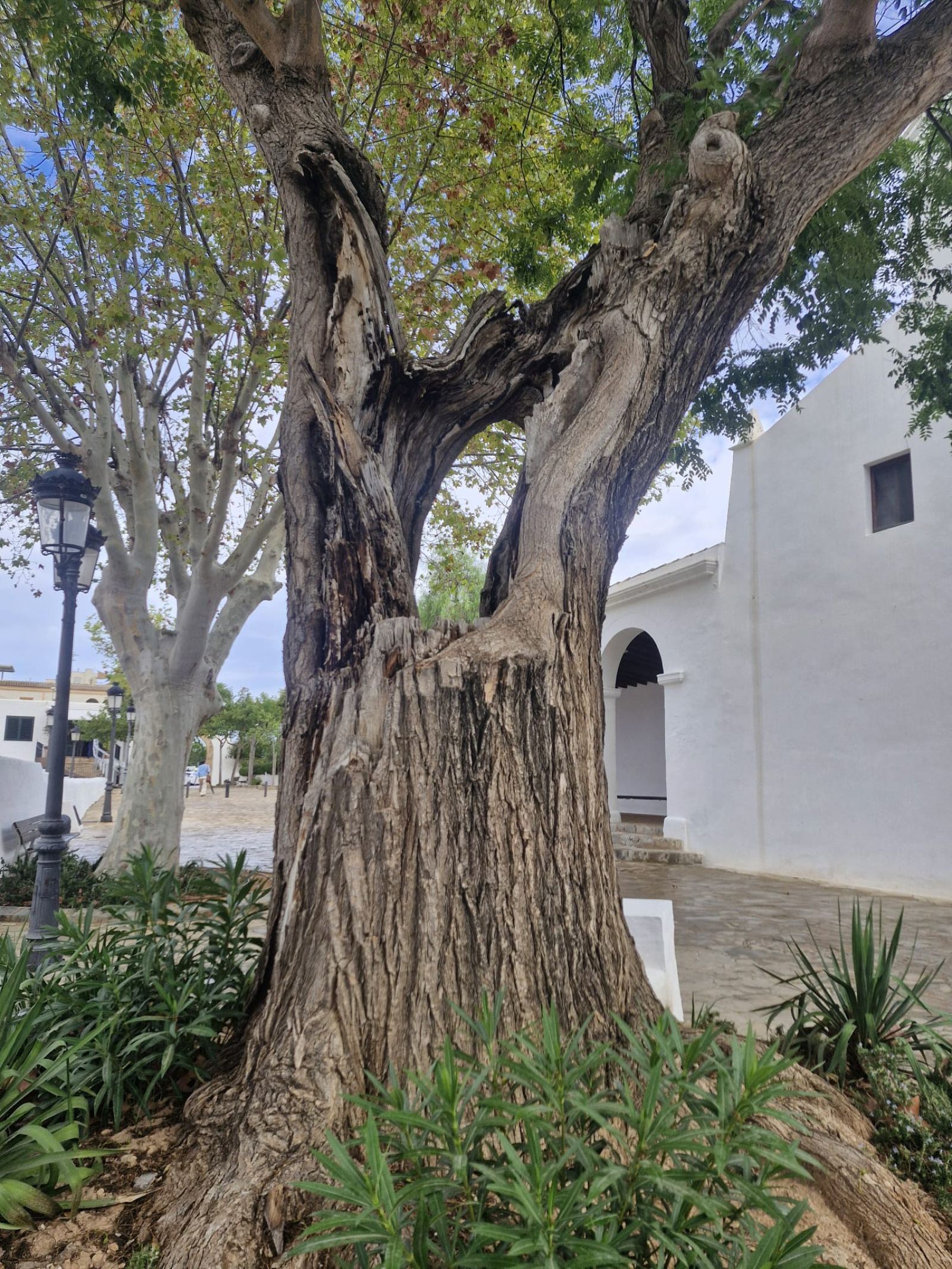 La podridura del tronc d'una mimosa situada enfront de l'església de Jesús obliga a la seva tala per evitar la seva caiguda sobre els vianants