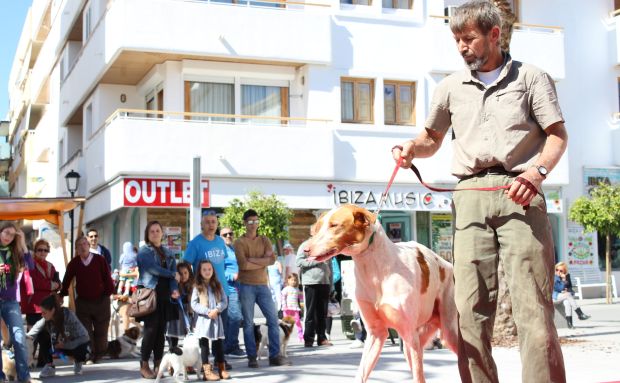 Santa Eulària des Riu inicia els tràmits per a elaborar un cens municipal d'ADN de gossos per a lluitar contra els excrements no recollits i els abandons de ventrades