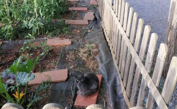 Capturats quatre gats en una campanya per evitar riscos de salubritat en centres escolars i carrers annexos de Santa Gertrudis