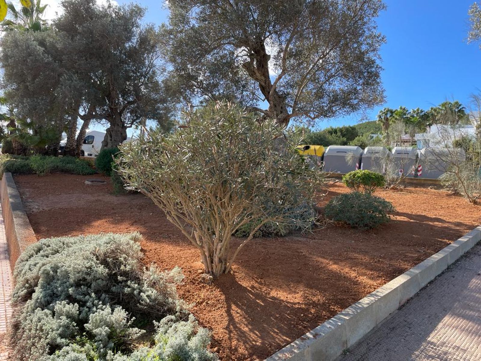 El Ayuntamiento renueva la jardinería en Santa Eulària, Santa Gertrudis y Jesús para mejorar la eficiencia en el uso de agua y dotar de más sombras los espacios verdes