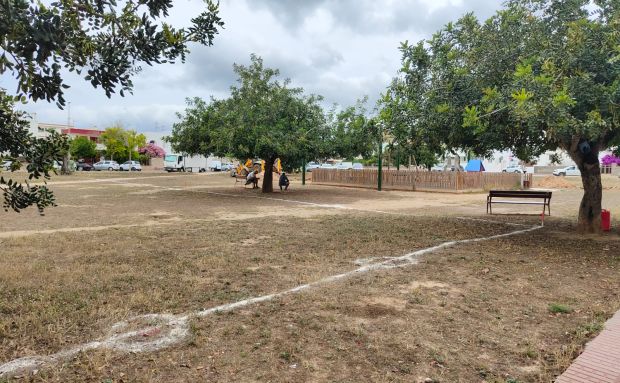 El trasplantat de tres garrovers marca l'inici de les obres de la nova pista de bàsquet de s’Olivera