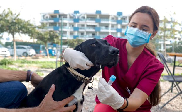 Acaba el període de gràcia per a inscriure als cans en el cens obligatori d'ADN amb gairebé 900 animals registrats i més de 600 cites reservades