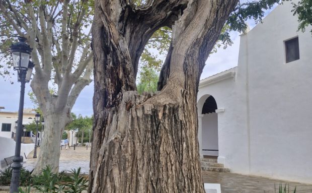 La podridura del tronc d'una mimosa situada enfront de l'església de Jesús obliga a la seva tala per evitar la seva caiguda sobre els vianants