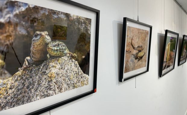 ‘Sargantanes. El temps s’acaba’, de Sebastián Candela, arriba a la Sala d’Exposicions Sant Jaume 72 de Santa Eulària