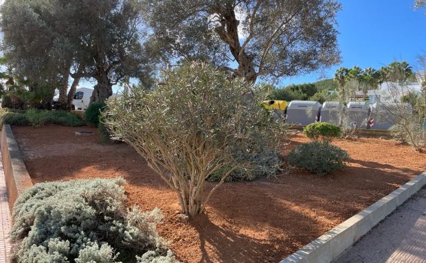 El Ayuntamiento renueva la jardinería en Santa Eulària, Santa Gertrudis y Jesús para mejorar la eficiencia en el uso de agua y dotar de más sombras los espacios verdes